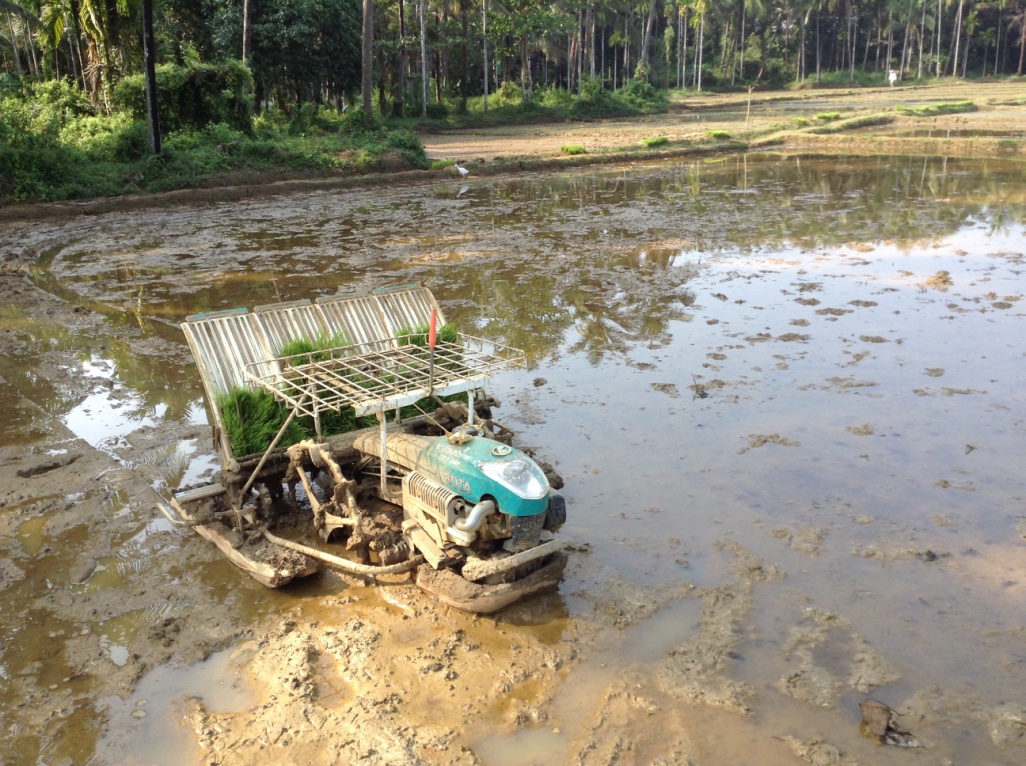 A manual rice transplanting machine parked in a flooded paddy field, loaded with seedling trays