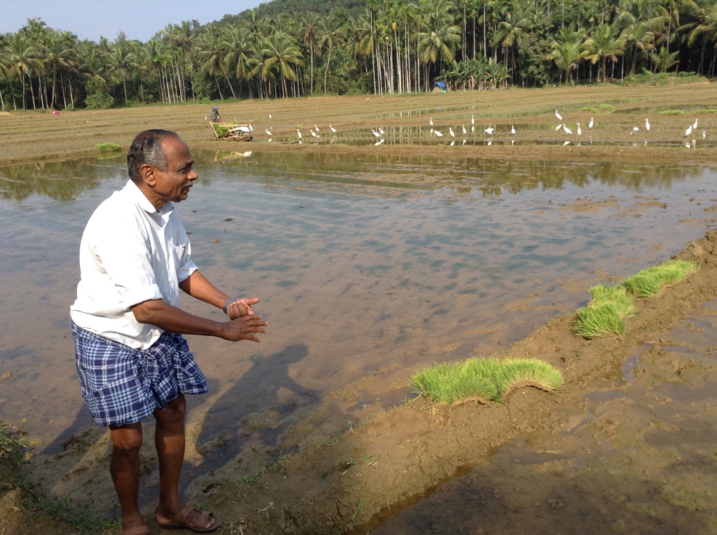 A farmer gesturing while explaining field conditions, egrets and seedling plots visible behind him